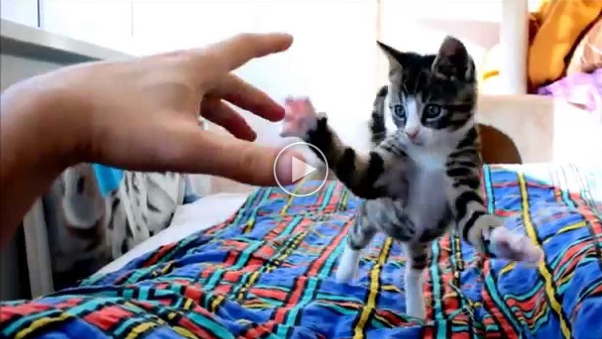 The Cutest Crazy Kitten Attack Catlov