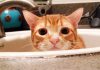 Have You Ever Wondered Why Your Cat Loves The Bathroom?