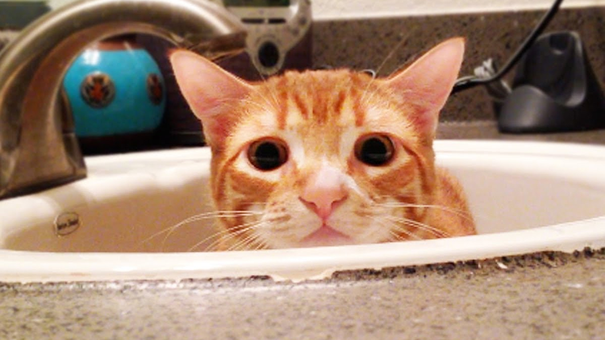 Have You Ever Wondered Why Your Cat Loves The Bathroom? | Catlov