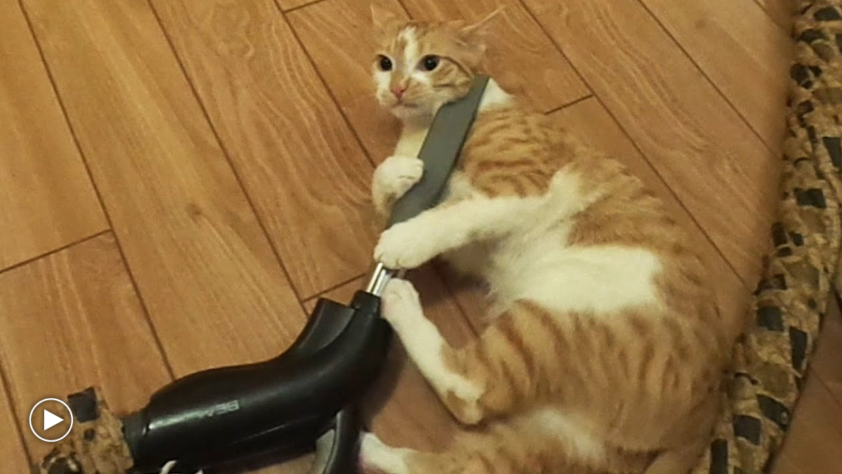 Cats Who Will Make Your Day Better Catlov