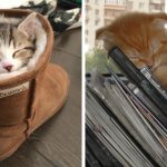 Featured-Cats-Sleep-Everywhere