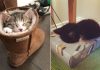 20+ Cats That Prove They Have The Power To Sleep Anywhere