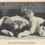 historic-cat-photos-1