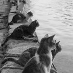 historic-cat-photos-16