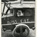 historic-cat-photos-2