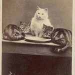 historic-cat-photos-5