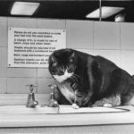 historic-cat-photos-7