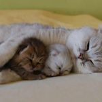 sleepy-kittens-37