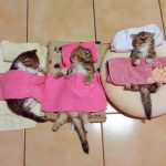 sleepy-kittens-43