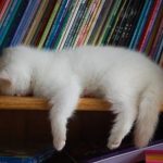 sleepy-kittens-45