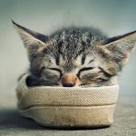 sleepy-kittens-48