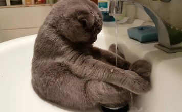 Cute Scottish Fold Kitty Bathes Himself in the Sink