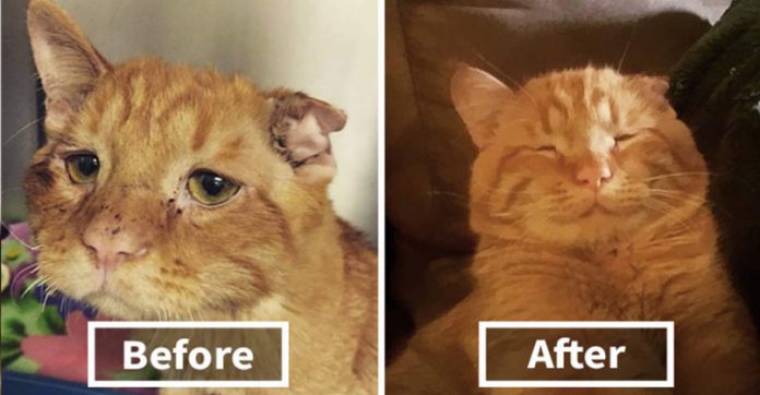 Featured-Before-And-After-Shelter-Cat-FB