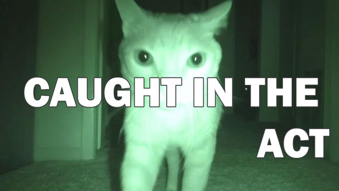 Featured-What-Cats-Do-At-Night-FB