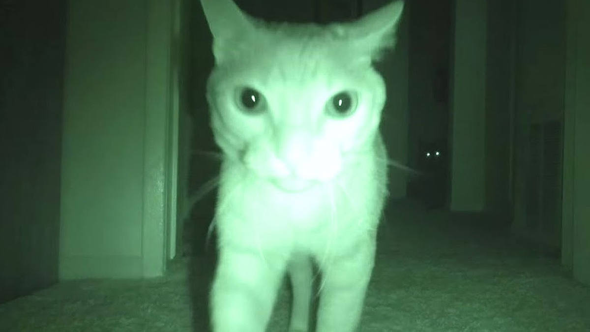 What Cats Do At Night… Catlov