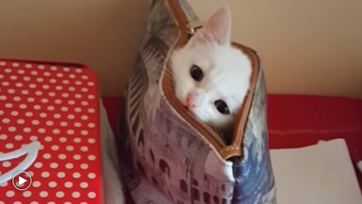 Cute Little Kitten Plays PeekaBoo Catlov