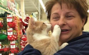 Rescue Cat So Happy to Be Adopted He Can’t Stop Hugging His Human