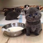 cutest-kittens-41