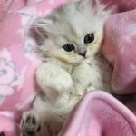 cutest-kittens-45