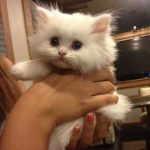 cutest-kittens-46