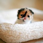 cutest-kittens-47