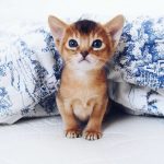 cutest-kittens-51