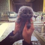 cutest-kittens-52