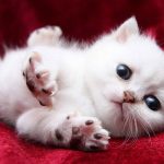 cutest-kittens-53