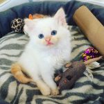 cutest-kittens-54