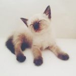 cutest-kittens-55