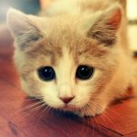 cutest-kittens-56