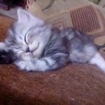 cutest-kittens-57