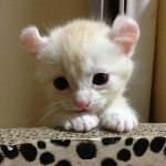 cutest-kittens-59