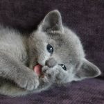 cutest-kittens-60