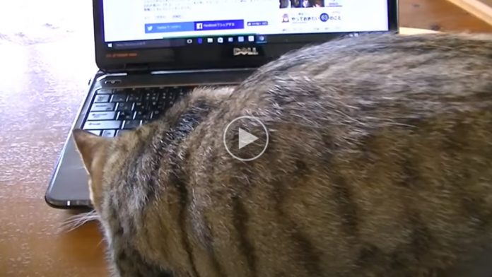 Featured-Cat-Tries-Saves-Kitten-FB