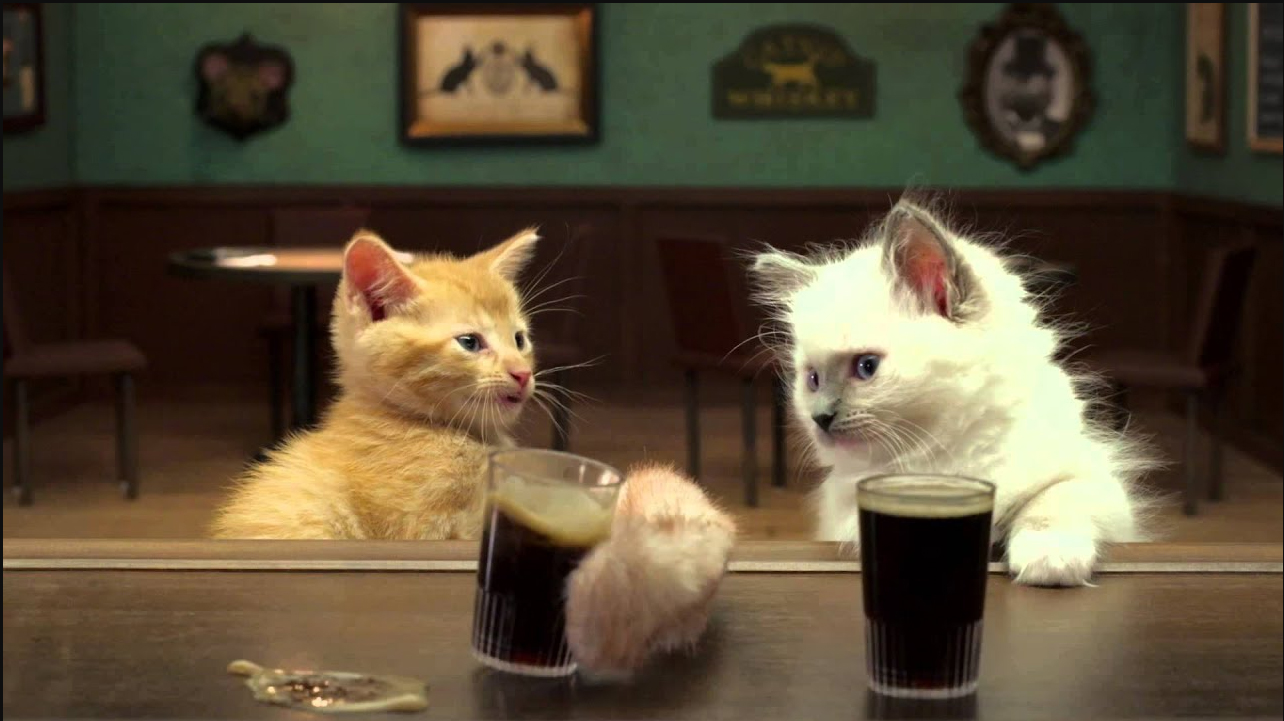 Two Irish Kittens Share a Guinness! Catlov