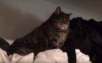 Cat Becomes Cranky When Asked to Come Down from Her Favorite Spot