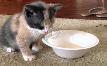 Little Calico Kitten Falls Asleep While Drinking Her Milk