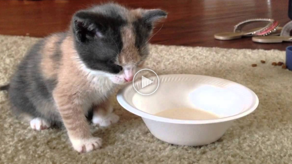 Little Calico Kitten Falls Asleep While Drinking Her Milk | Catlov