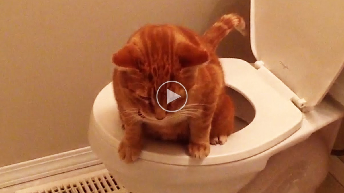 Why Cats Are Better Than Dogs Catlov