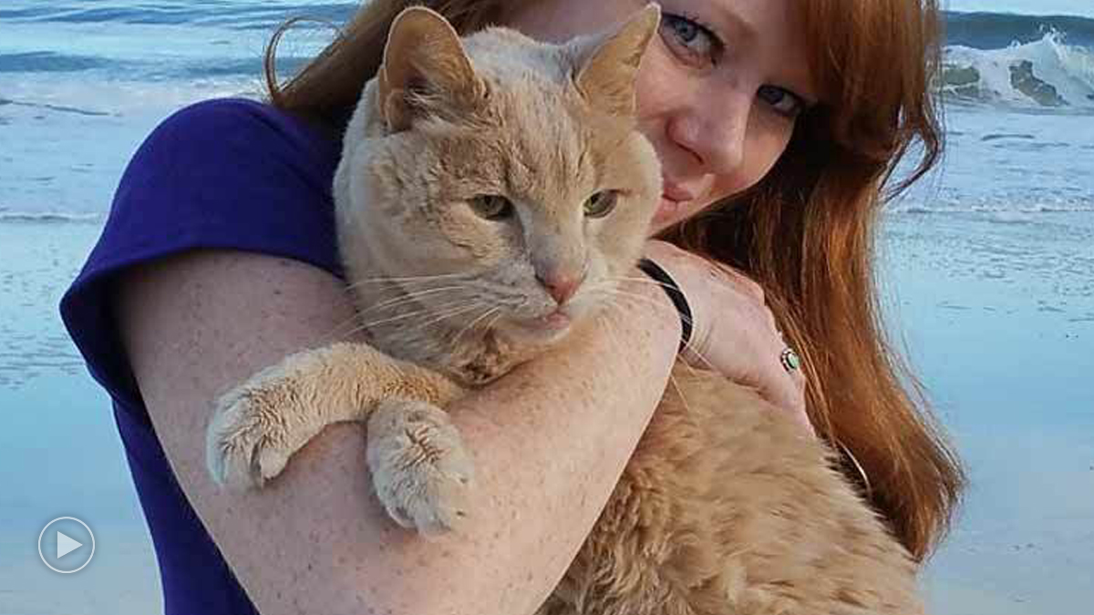 Woman Adopts 21 Year Old Cat To Give Him Best Remaining Days Catlov