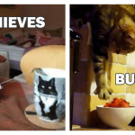 cat-master-thieves-feature