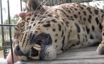 Watch The Amazing Reaction When A Human Pets This Massive Rescue Leopard