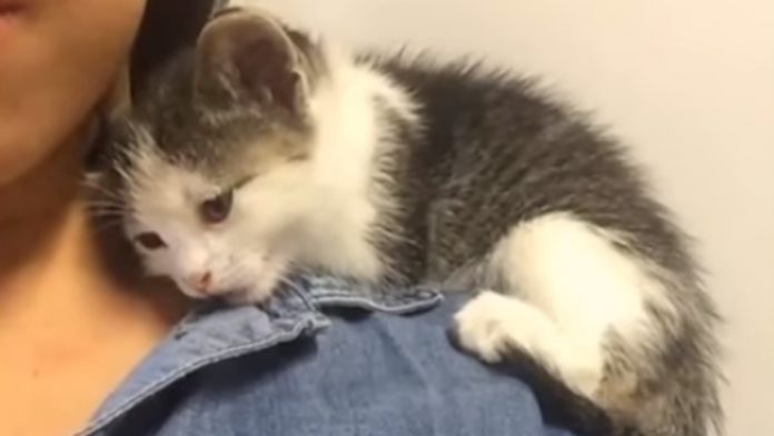 Featured-Kitten-SNuggle-Rescuers-Shoulder-FB