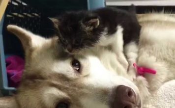 Terrified Kitten In New Home Completely Changes After Cuddling With Their Dog