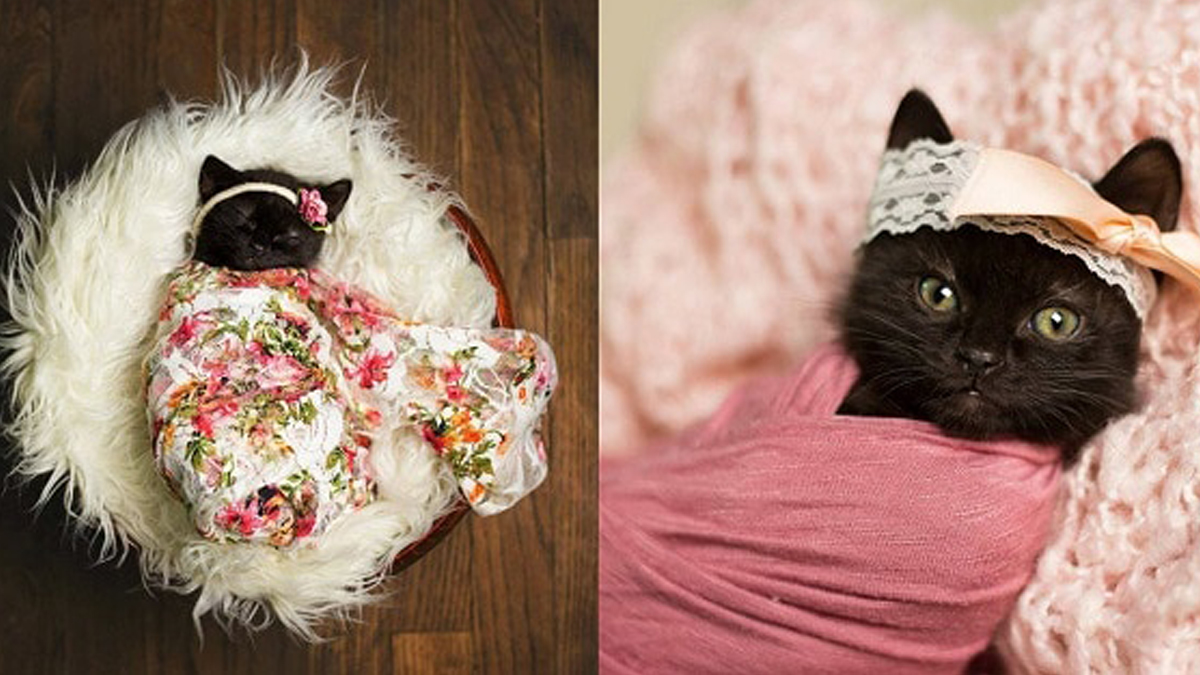 Woman Does Newborn Photo Shoot With A Kitten And It Has Stolen Our Hearts C...