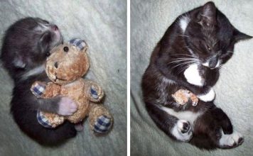 15 Cats Recreate Photos From Their Kittenhood
