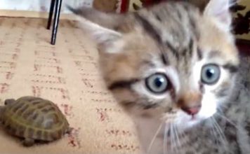 Kitten Has No Idea What To Make Of This Tortoise