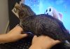 Adorable Tabby Kitty Won’t Let Her Human Use The Computer