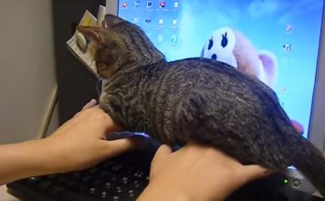 Adorable Tabby Kitty Won’t Let Her Human Use The Computer